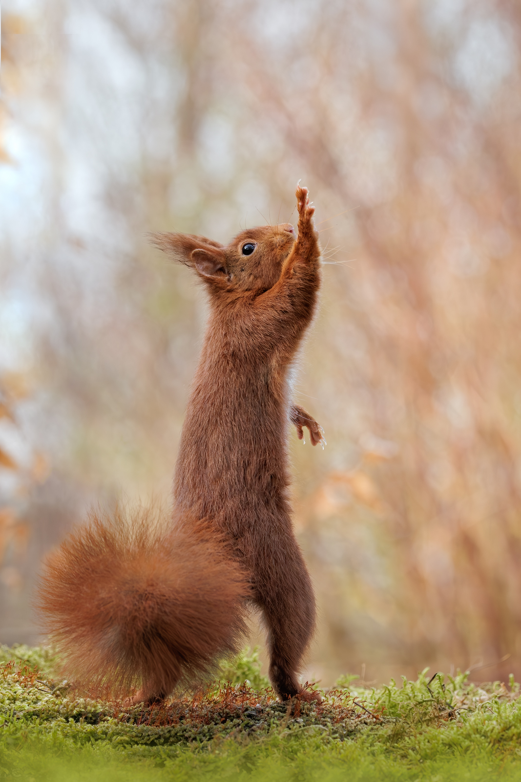 ... give me Five