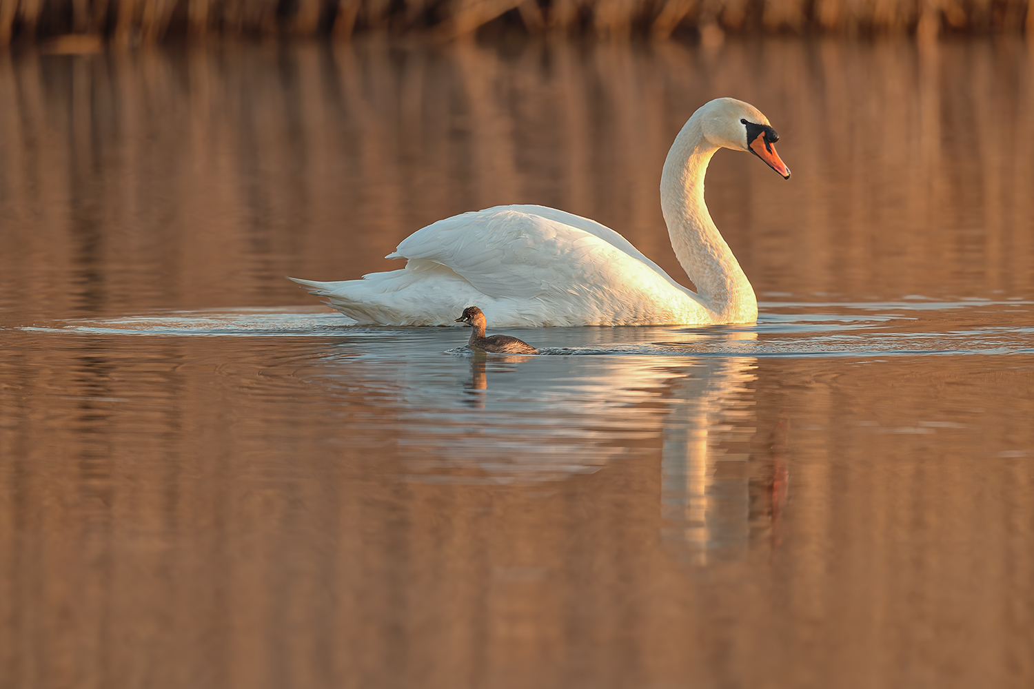 Der Kleine & der Große Klaus
