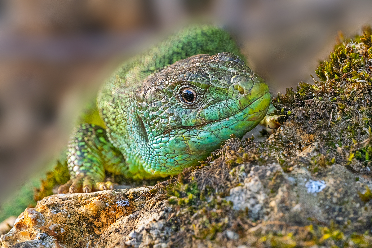 Smaragdeidechse