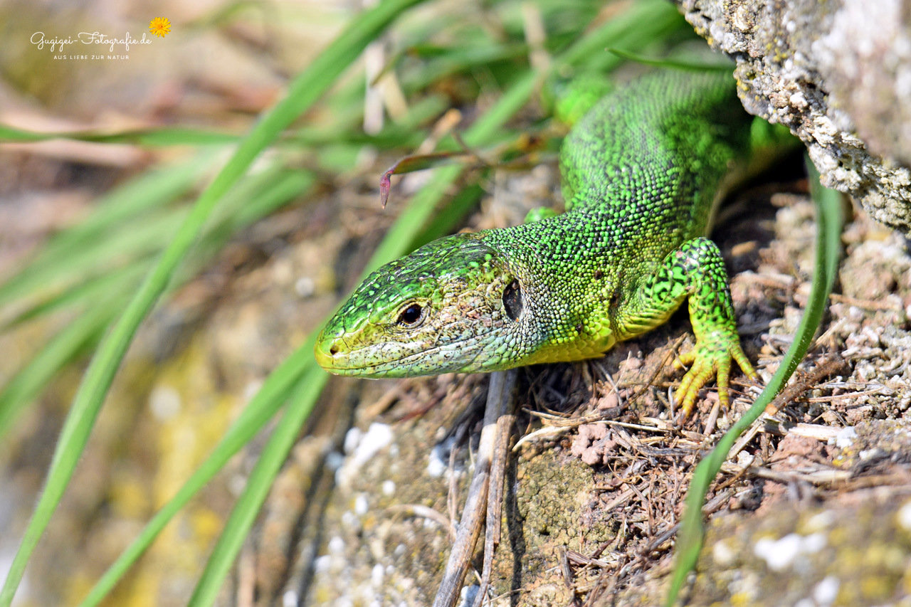 Bei herrlichem Sonnenschein ...