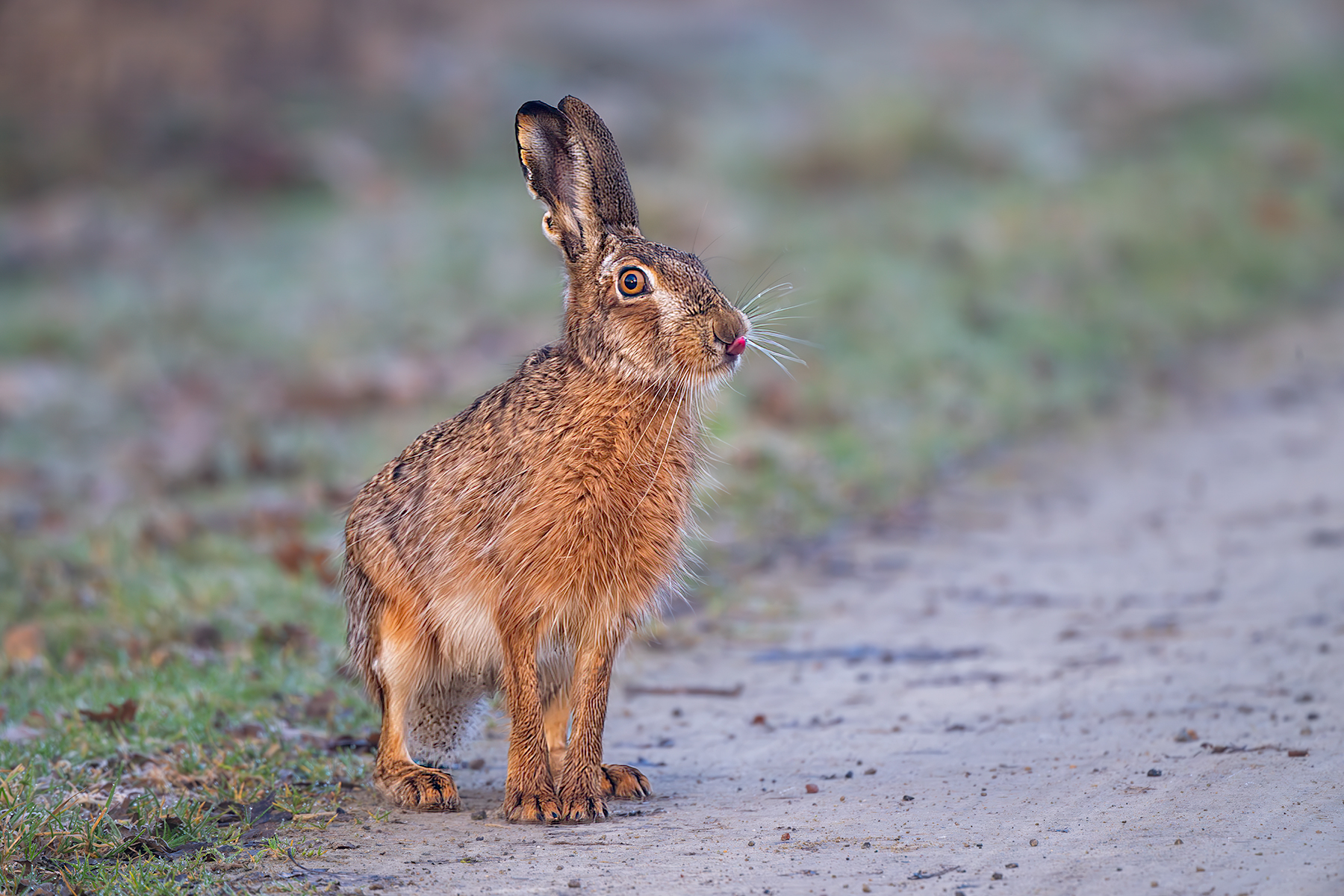 Gestriger Hase
