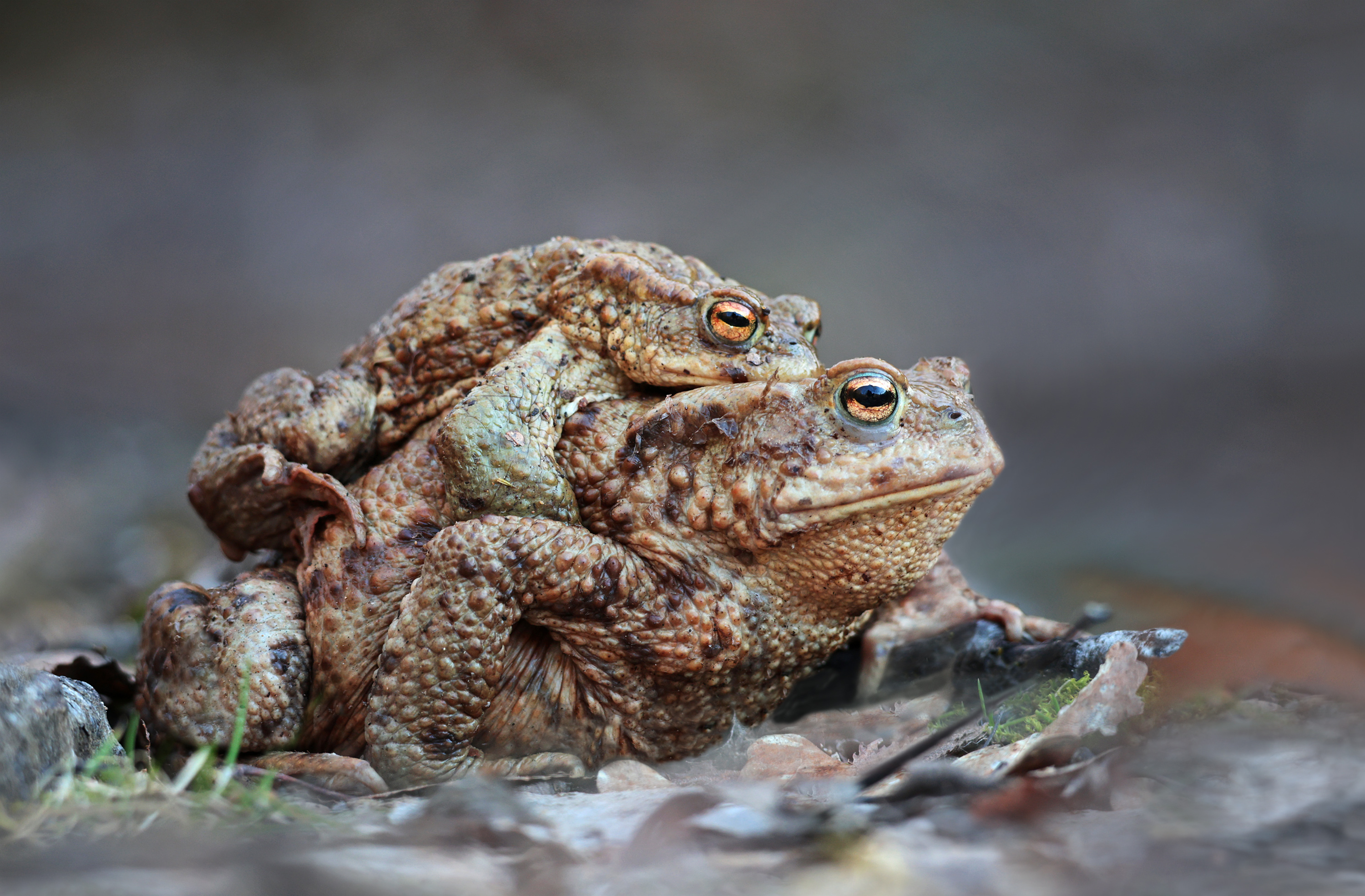 Elefantenrennen 2026...