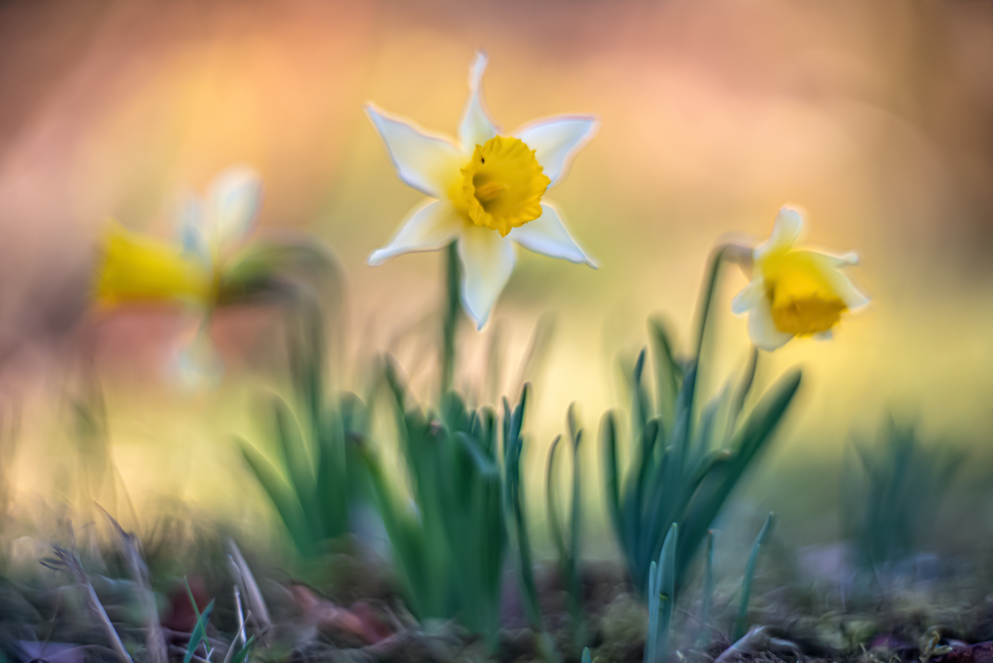 Wilde Eifelnarzissen (Altglas)
