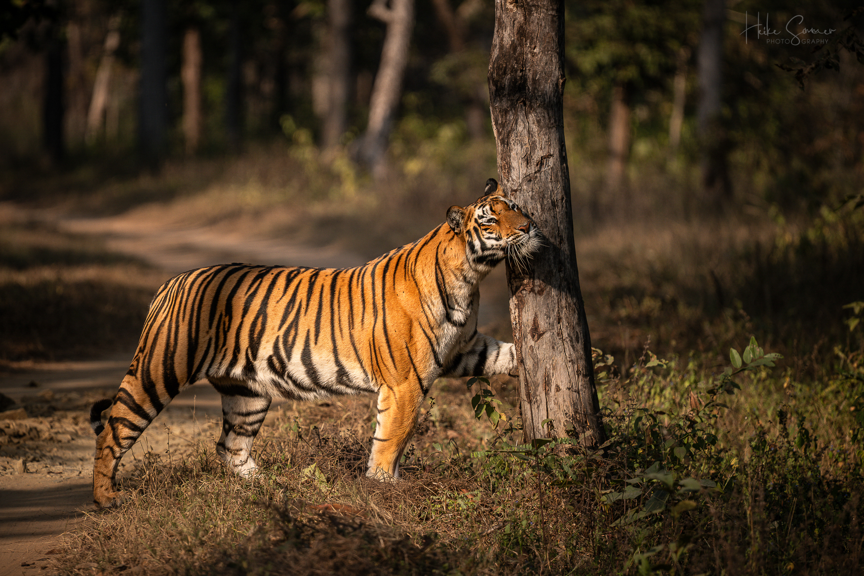 Tree Hugger - wörtlich gesehen ;-)