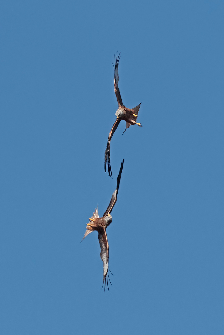 "Lufttanz" II
