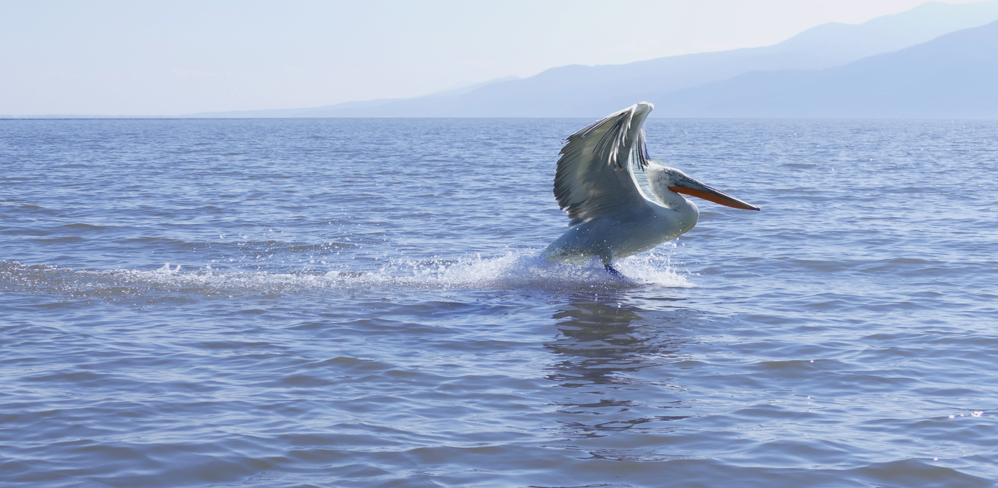 Waterskiing ...