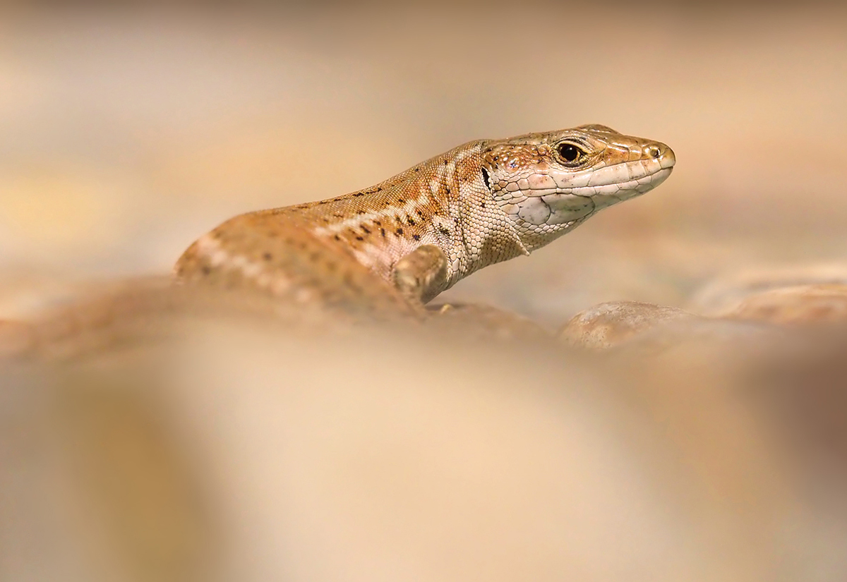 Spanische Eidechse entspannt...