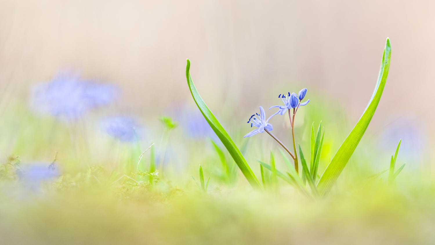 Flüchtige Schönheit