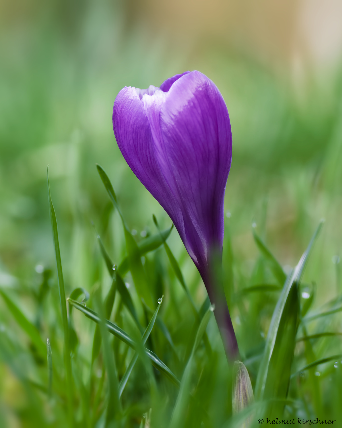 Krokus im Morgentau
