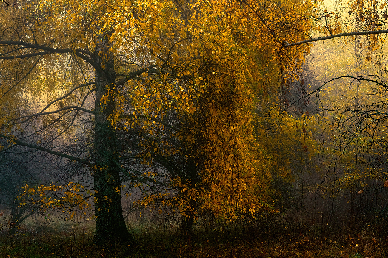 ... goldener Vorhang