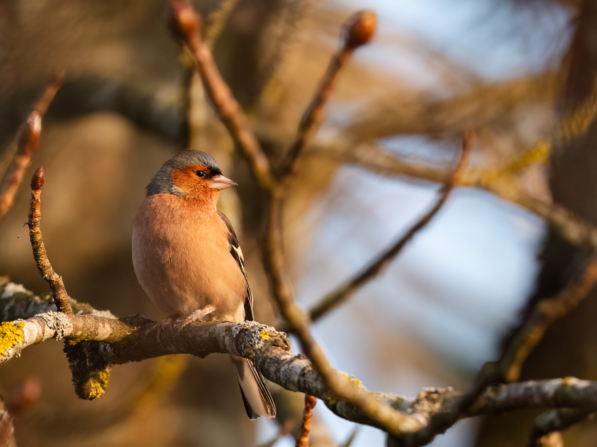 Buchfink im Abendlicht