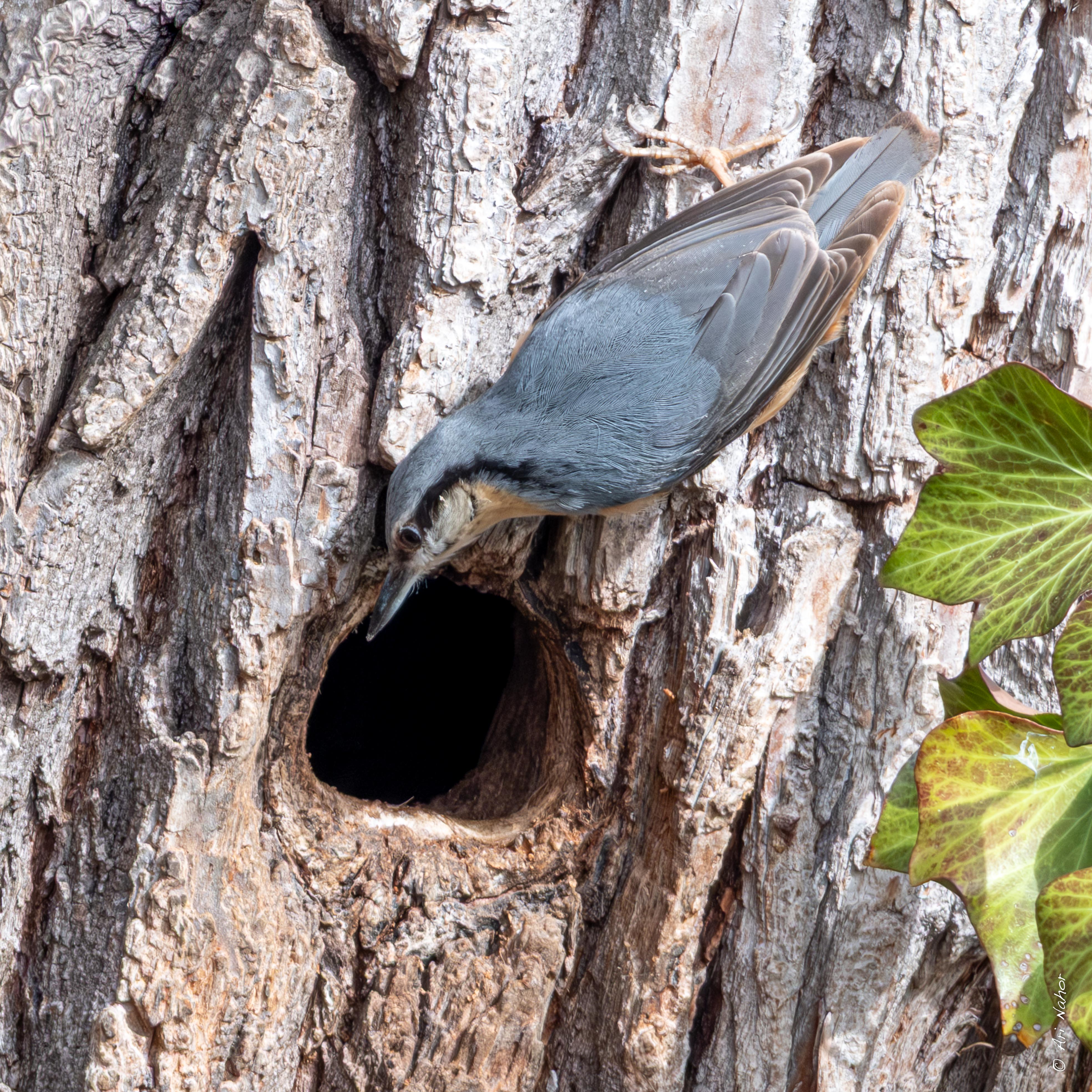 Der Kleiber hat eine Nisthöhle gefunden.