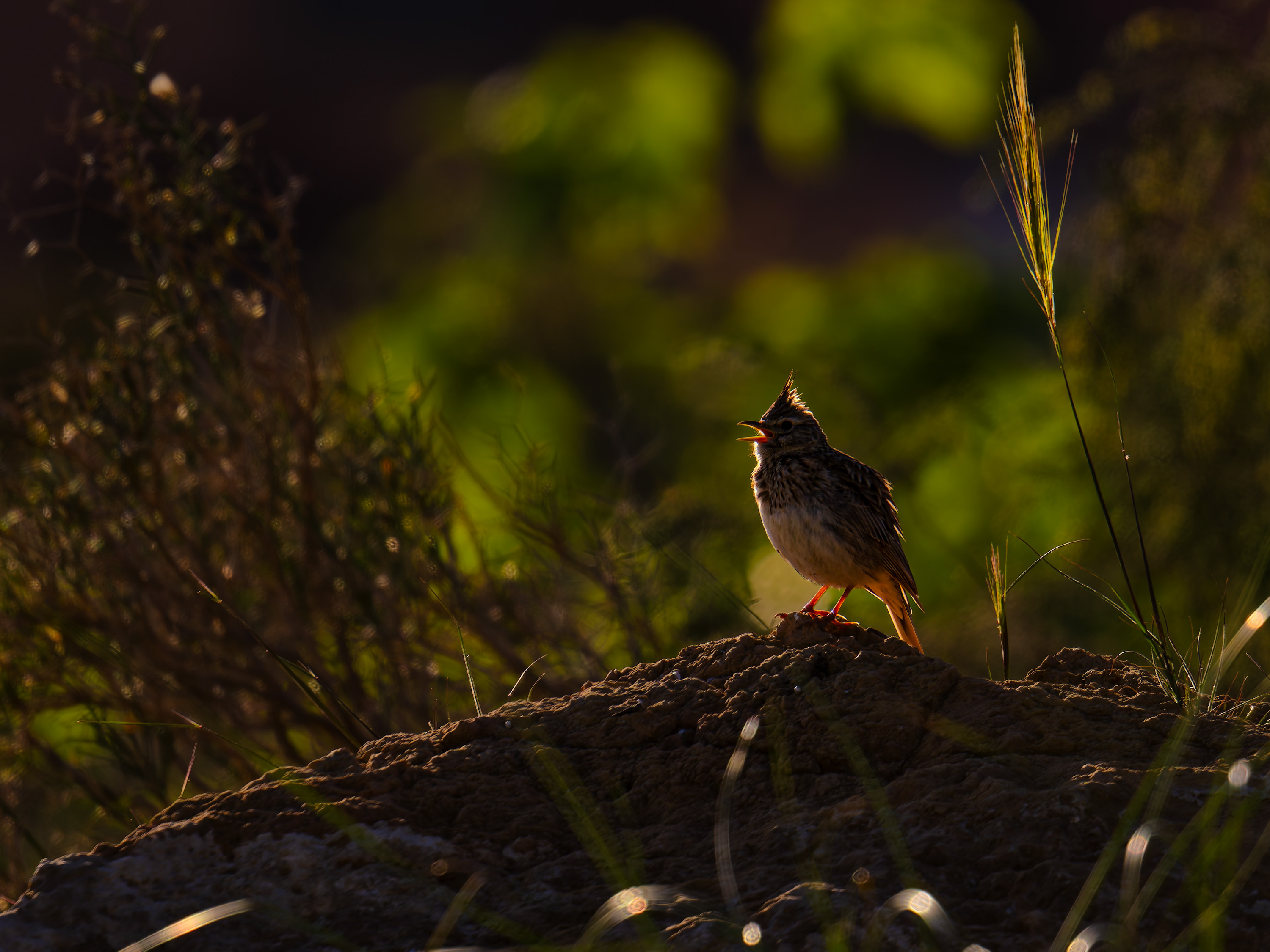 Thekla Lerche  (Galerida theklae)