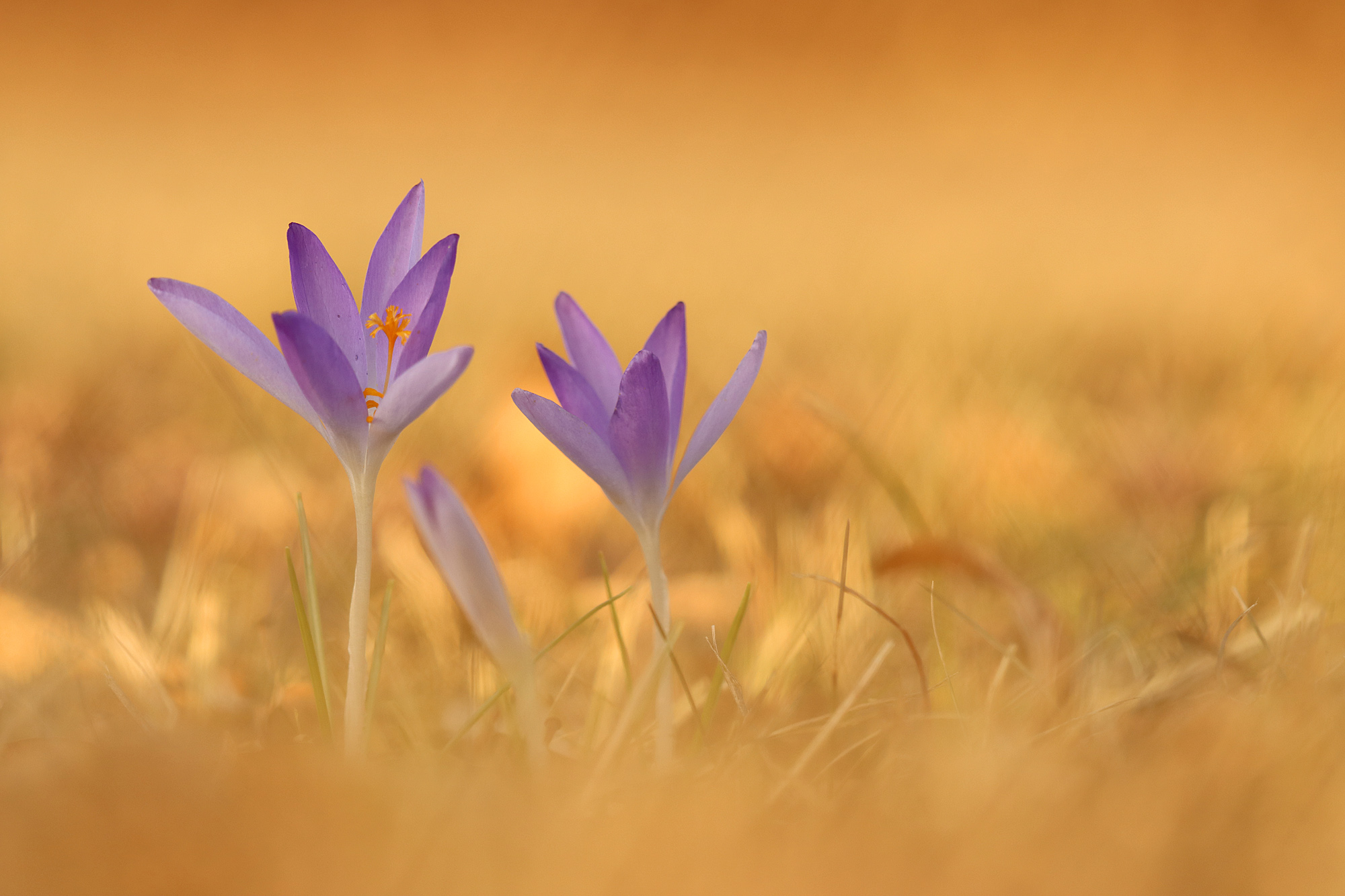 Kroküss‘chen im Abendlicht