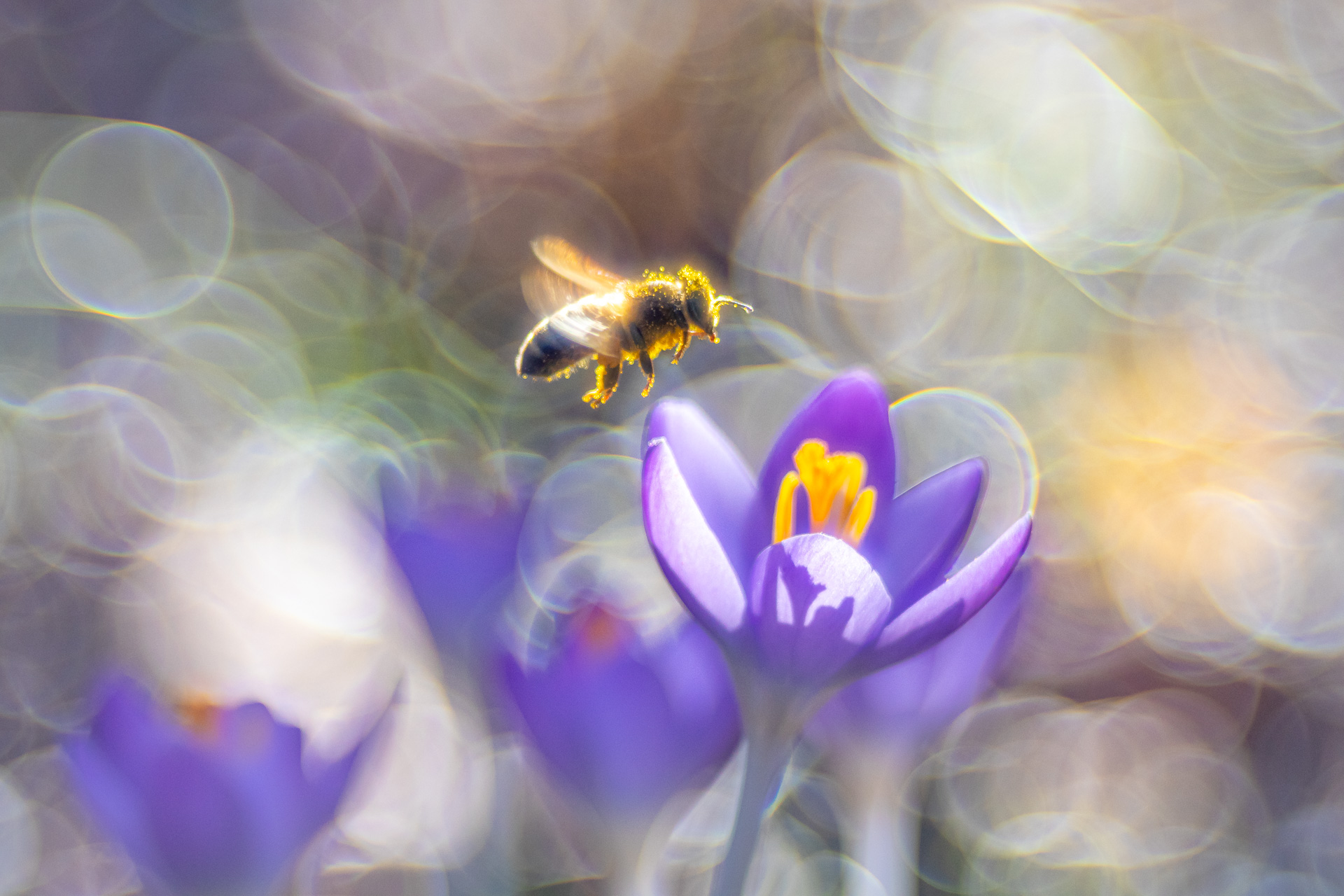 Bewegung an den Frühblühern (Altglas)