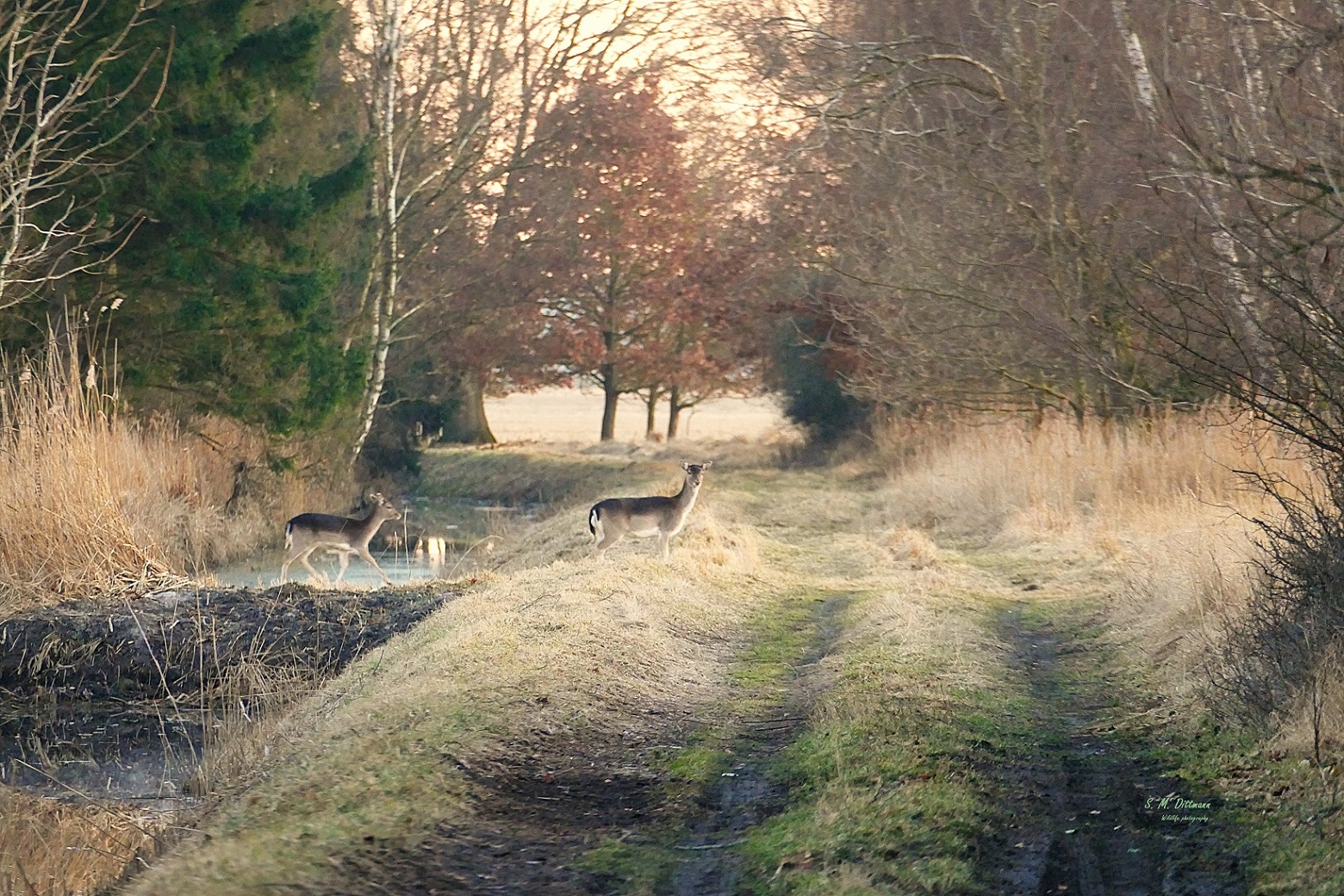 Am Waldrand