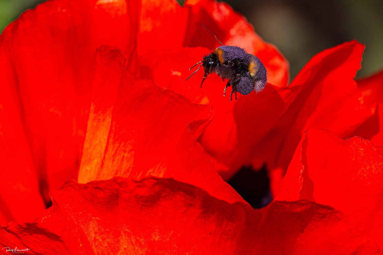 Schwertransporter....