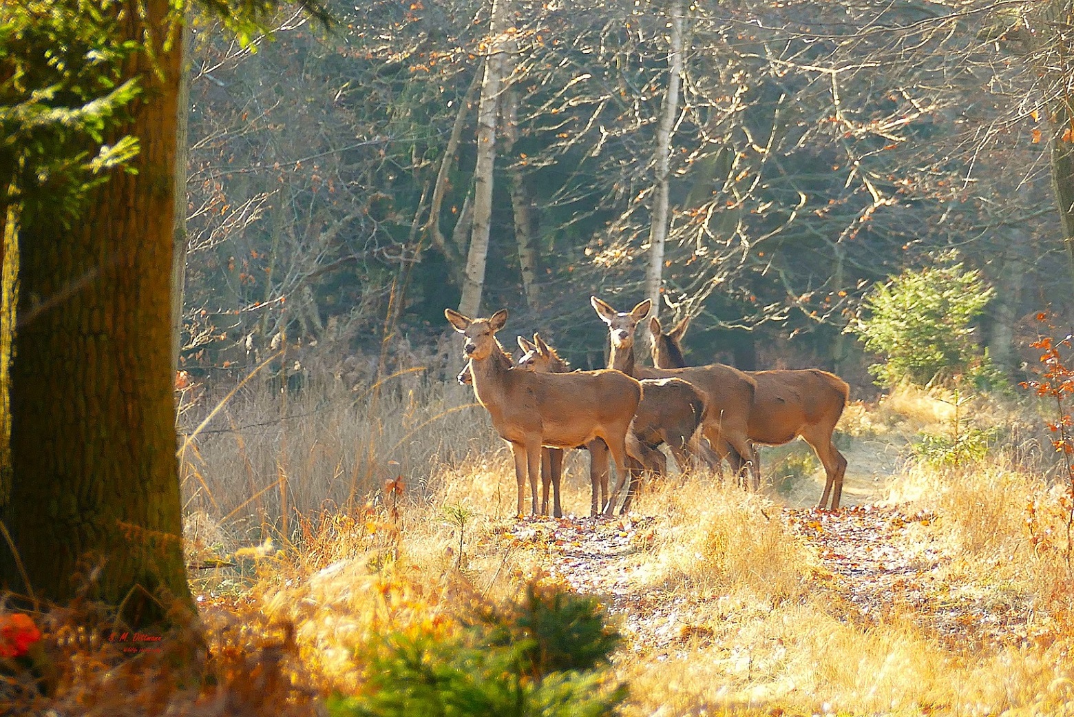 Aufruhr im Wald