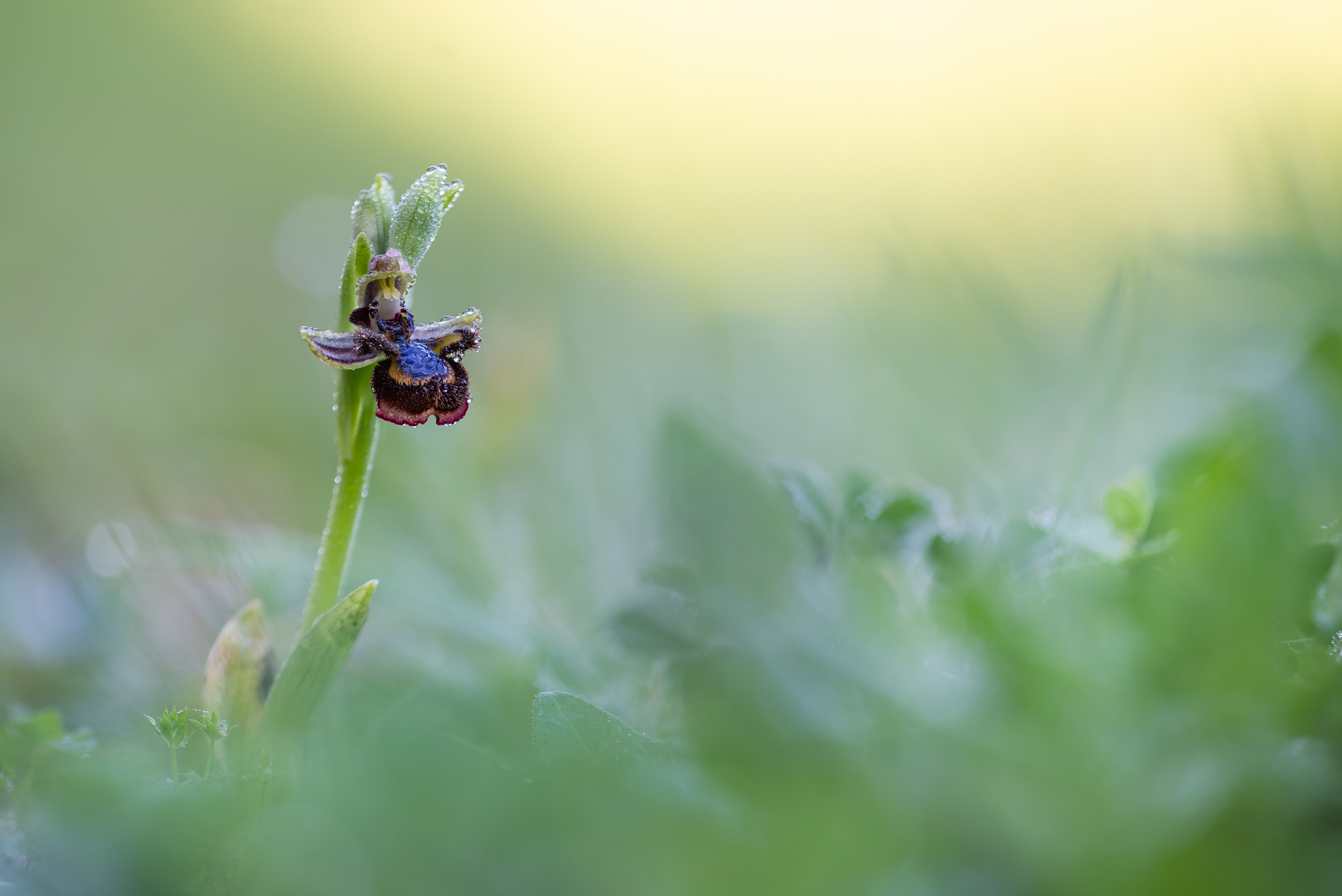 Spiegelragwurz