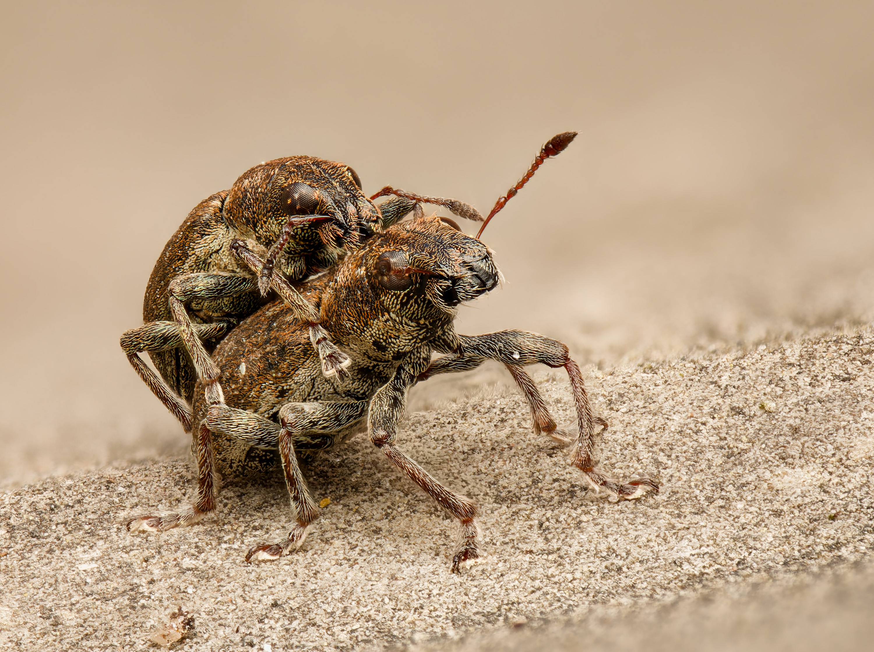 Die Füße haften besser als beim Gecko!
