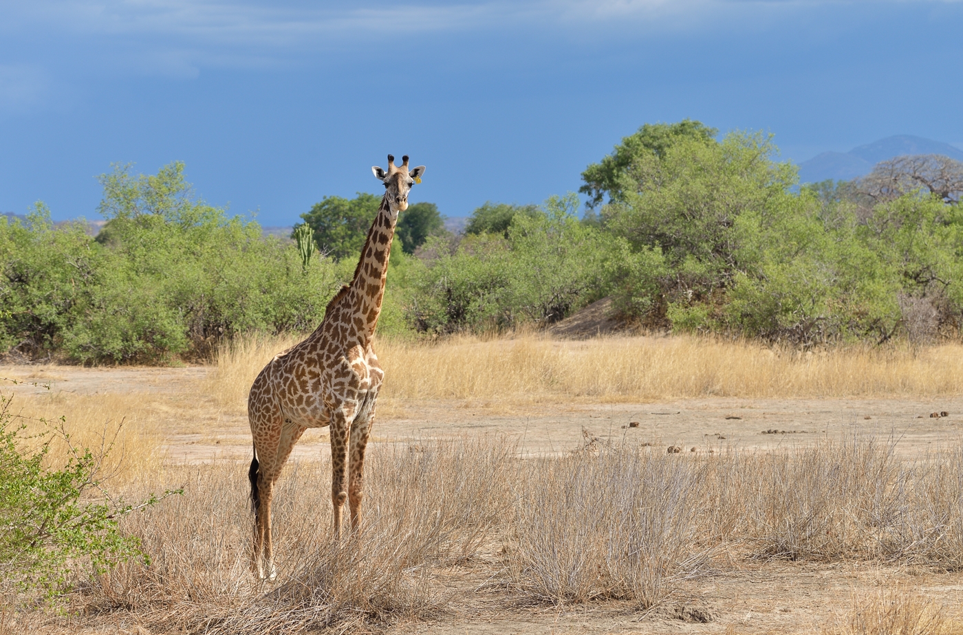 Massai-Giraffe