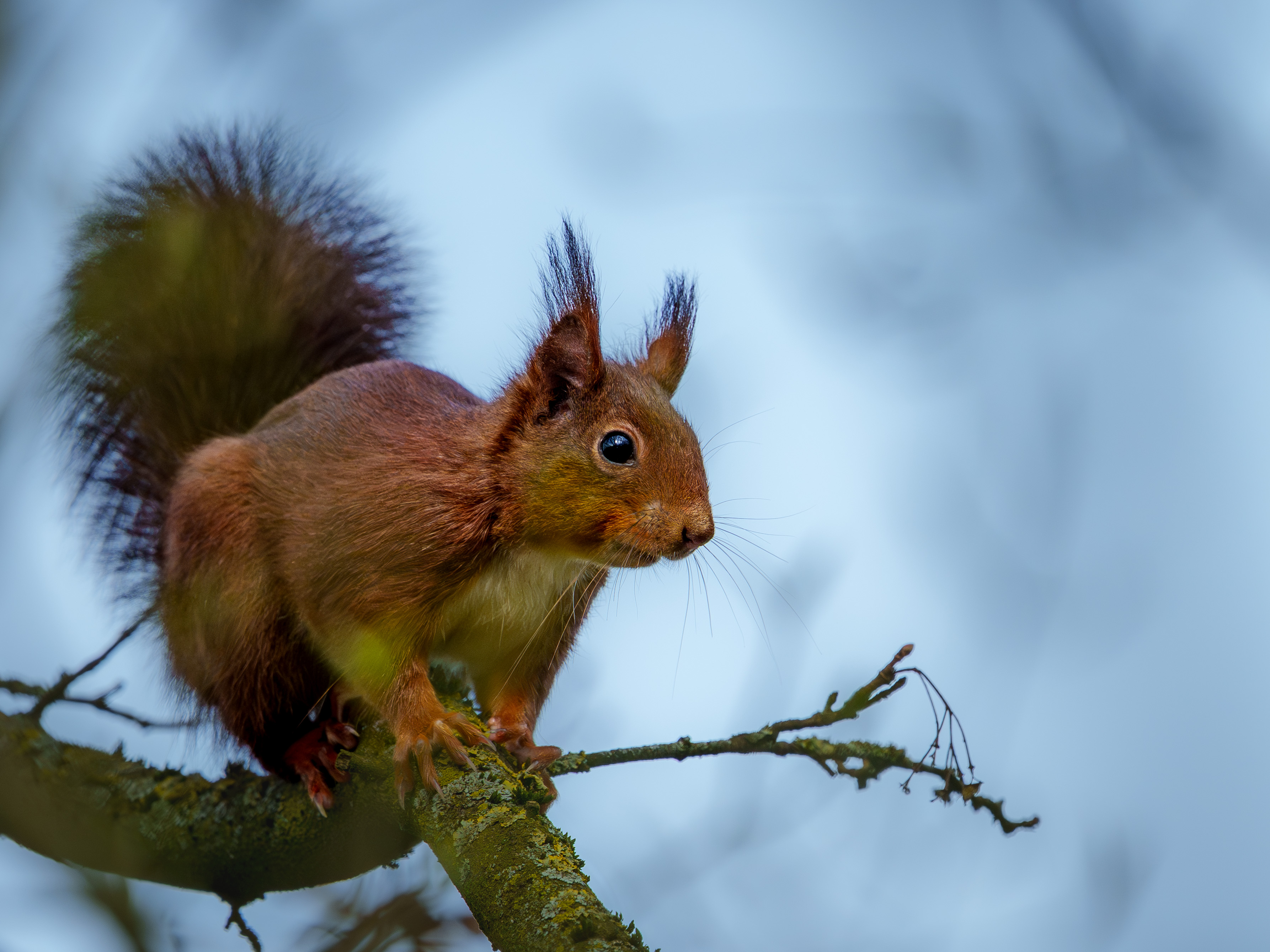 Oachkatzerl Portrait