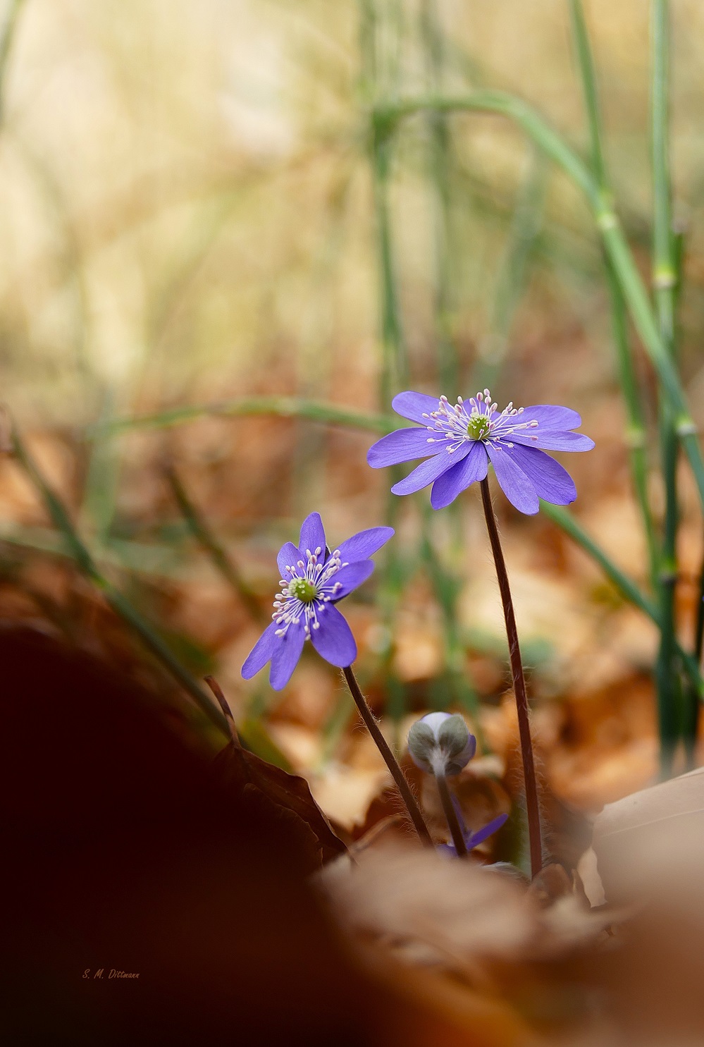 Im Winterschachtelhalm