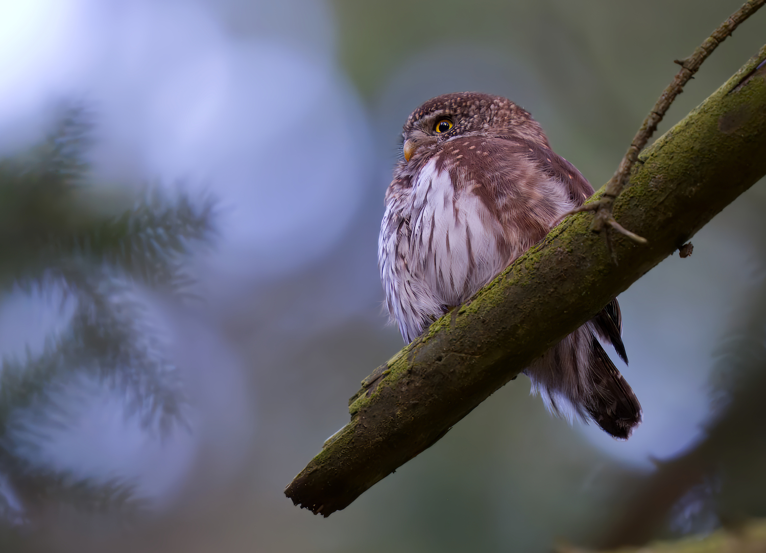 Heute abend im Sperlingskauz-Revier