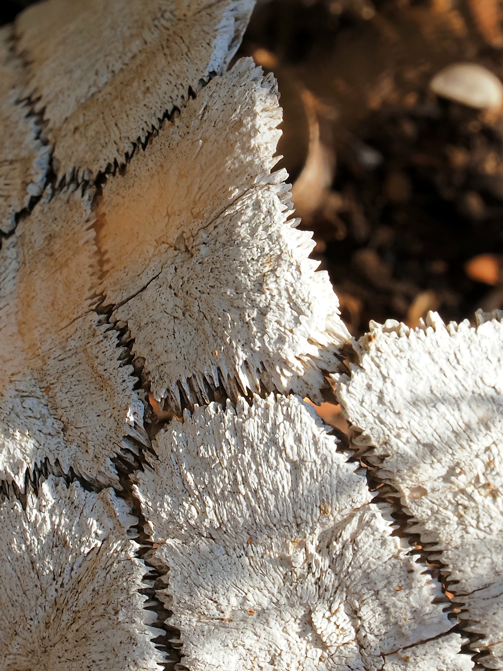 ein Naturdetail
