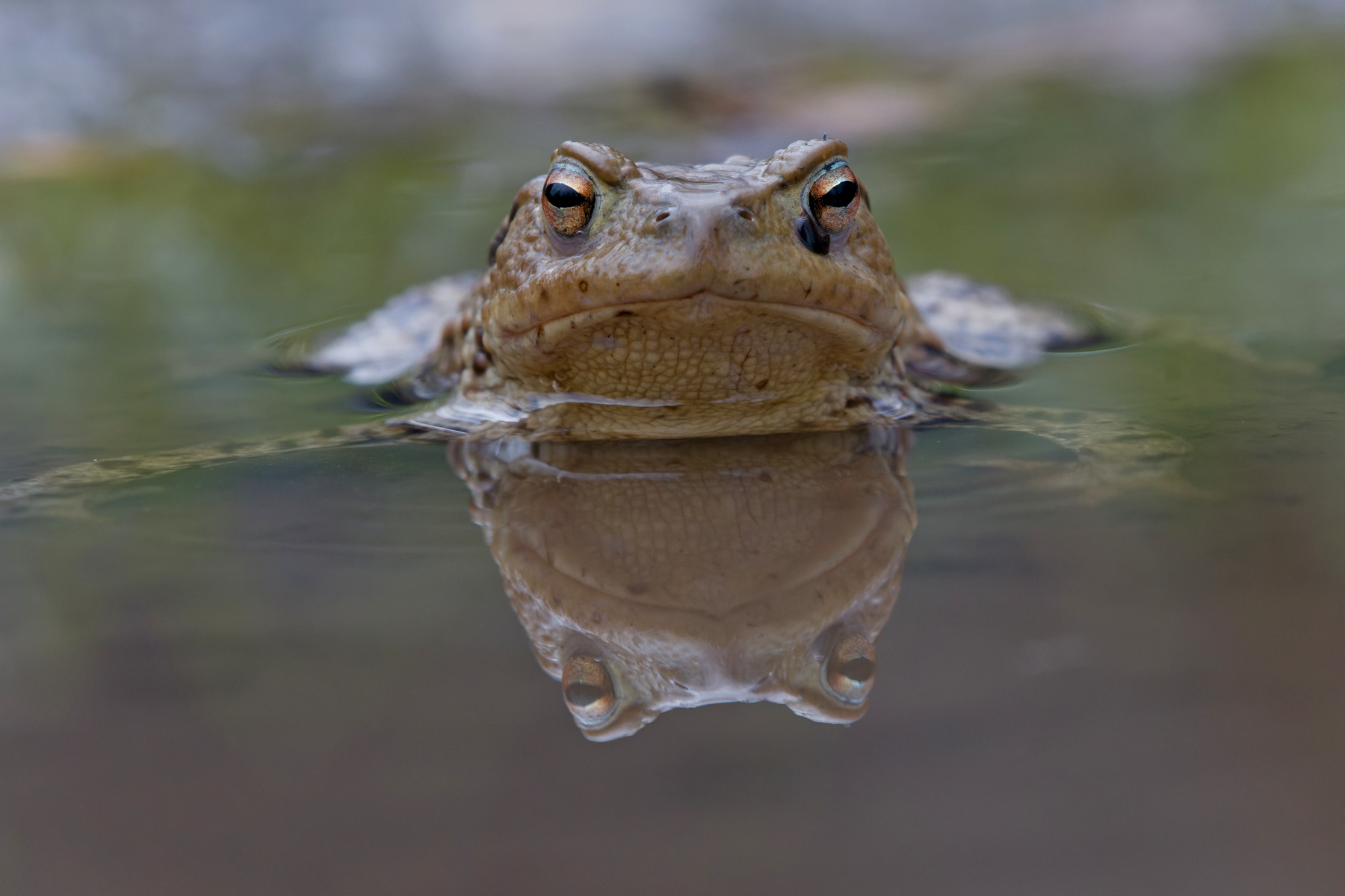 Porträt