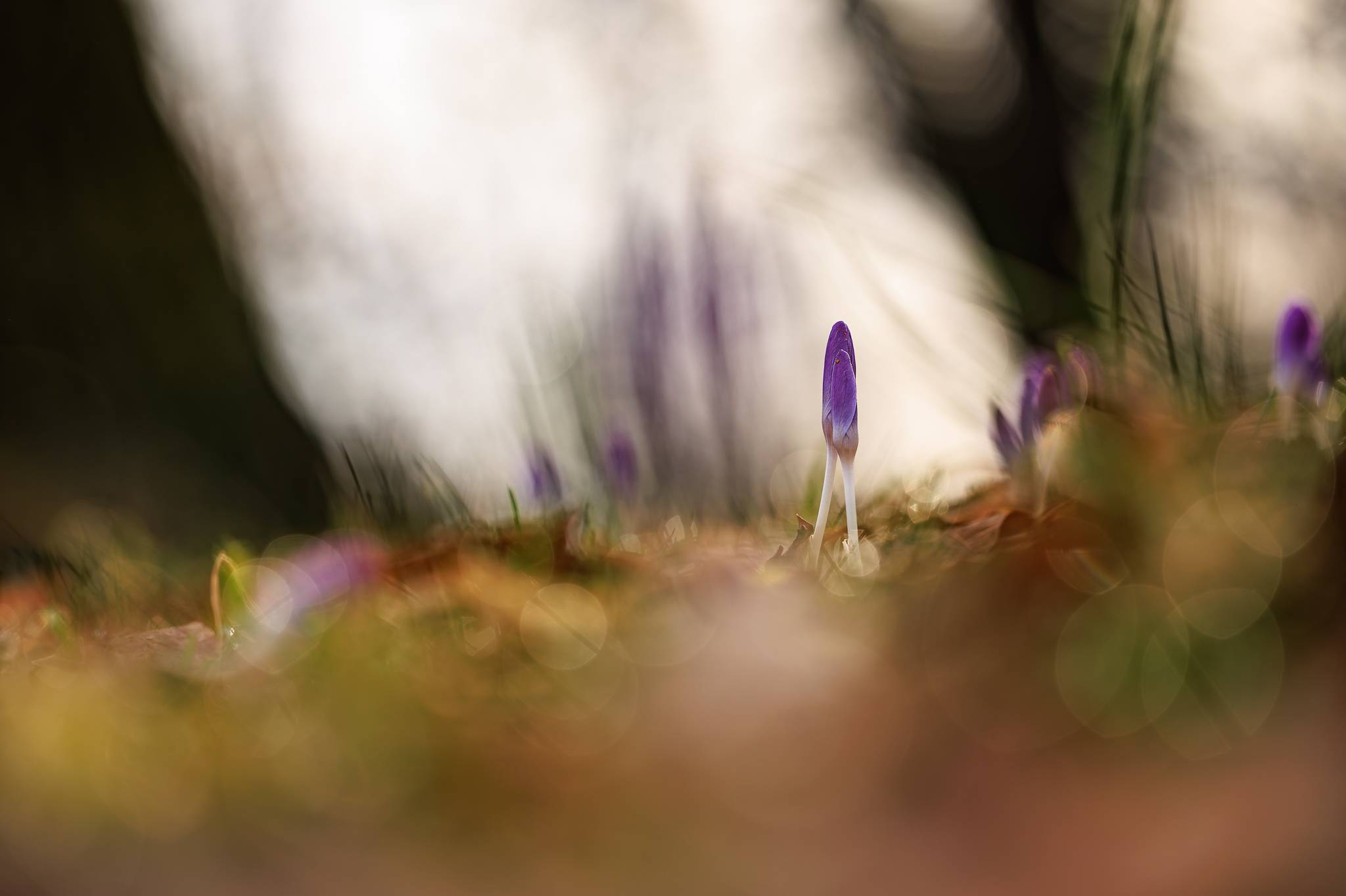 EINGERAHMTER KROKUS