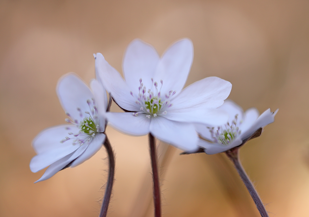 Weiße Leberblümchen