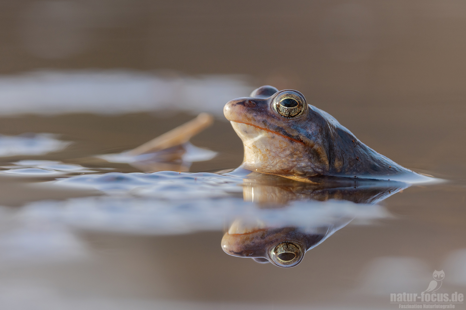 Der Blaue aus dem Moor
