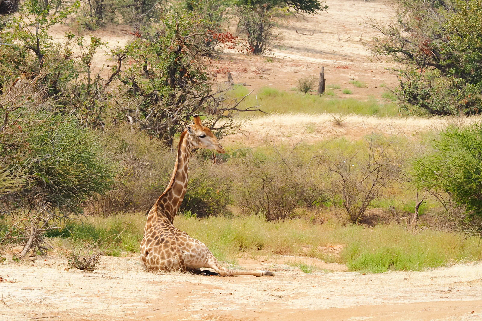 Giraffe sitzend für Julius