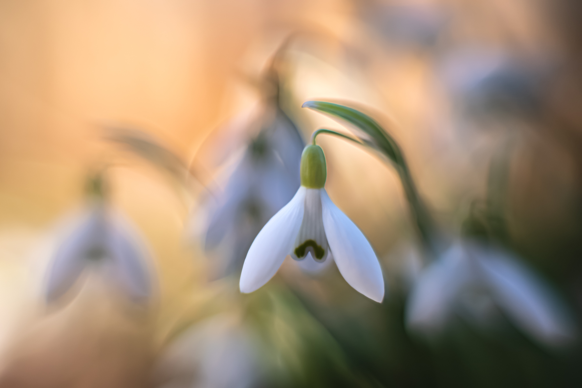 Schneeglöckchen im Abendlicht (Altgas)