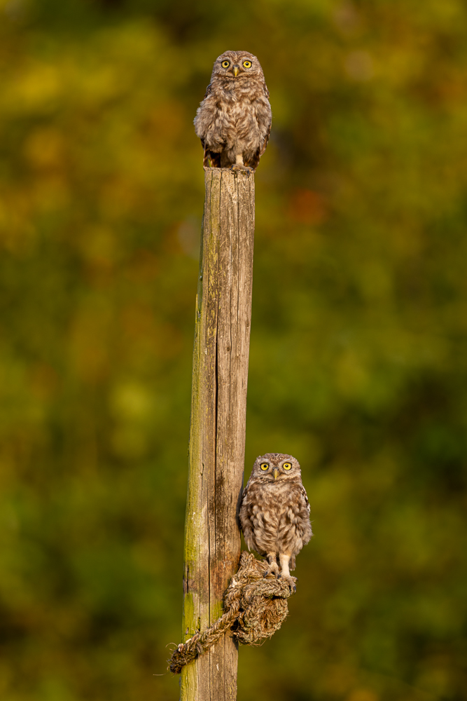 Überrascht