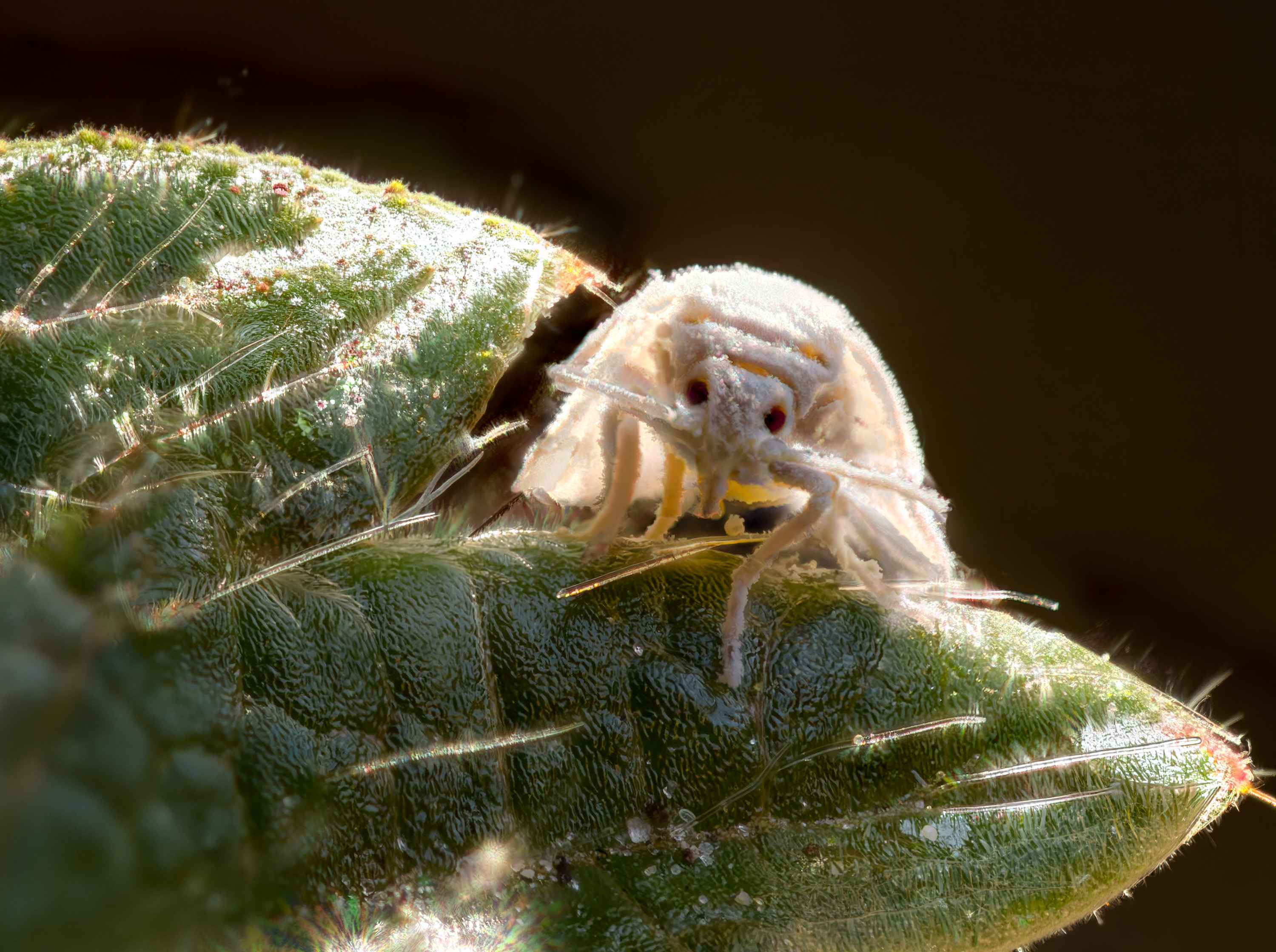 Ein gewöhnungsbedürftiges Äußeres, aber eine wissenschaftliche Sensation