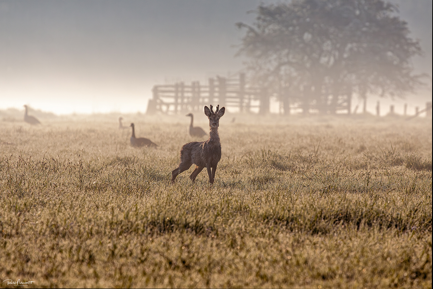 Morgens.....ganz früh....