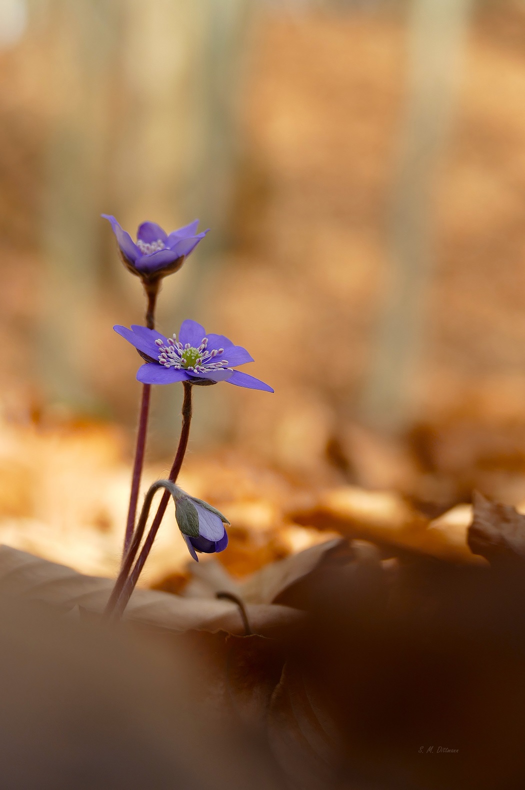 Hepatica nobilis