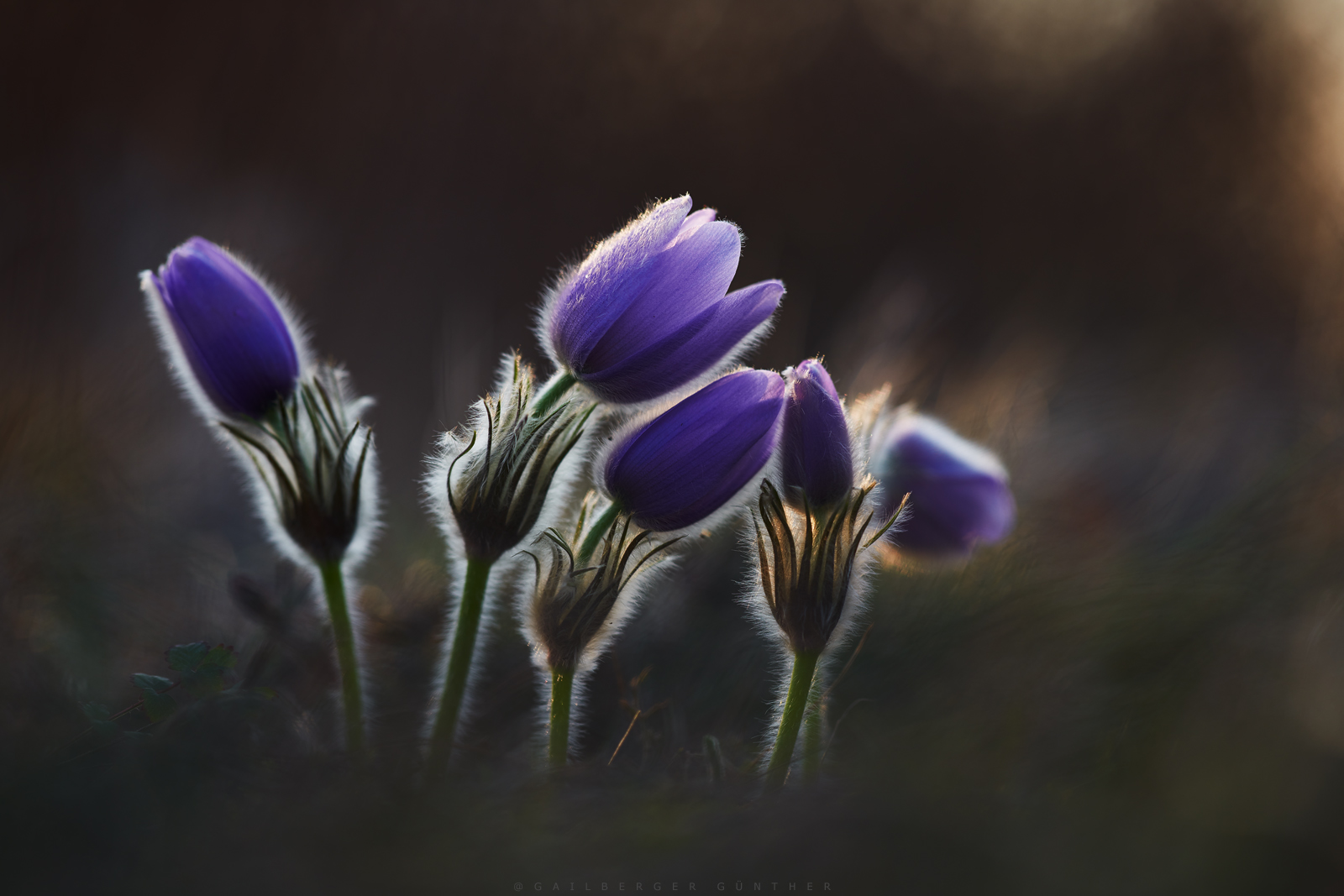 leuchtende Frühlingsboten