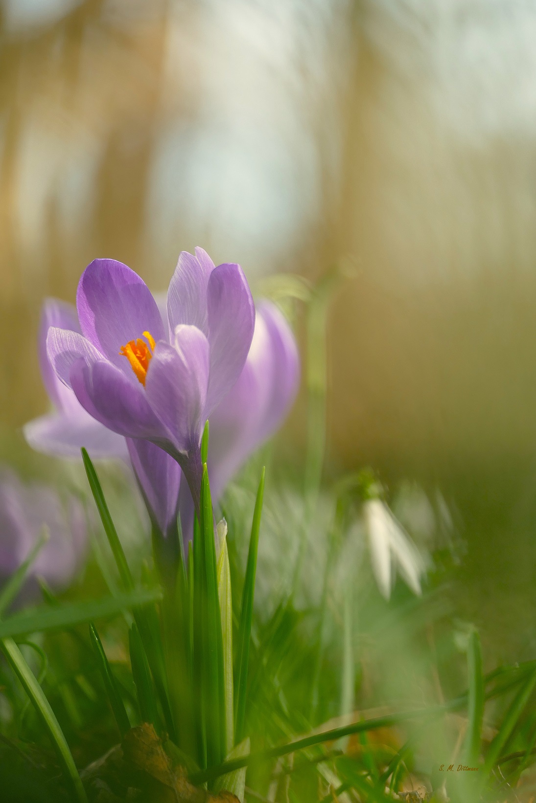 In einem Feld von Glöckchen