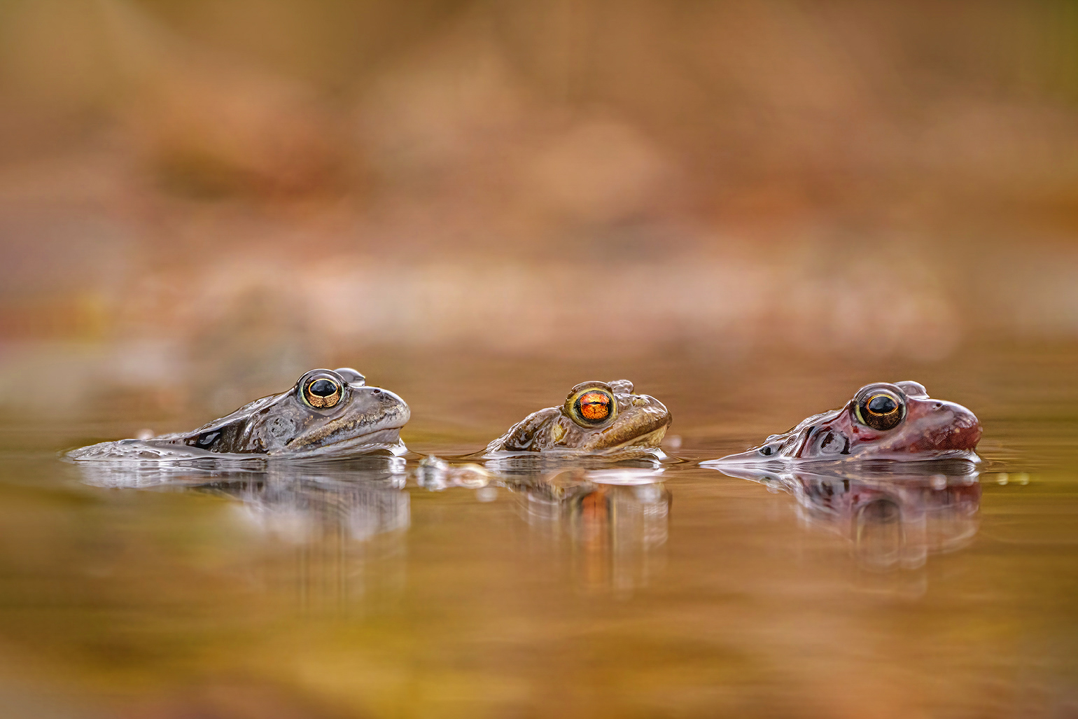 Dazu gemogelt