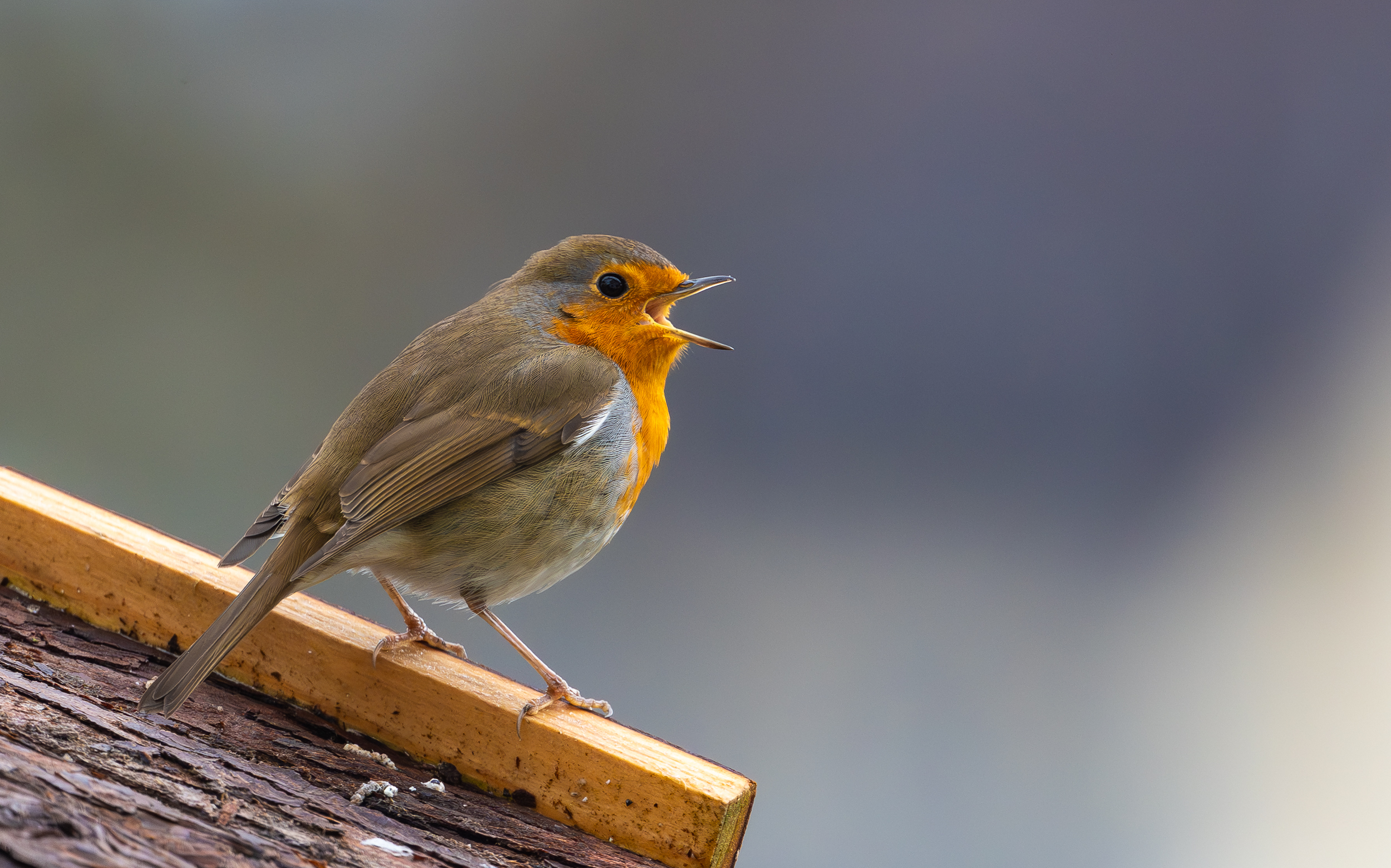 Das Rotkehlchen ruft