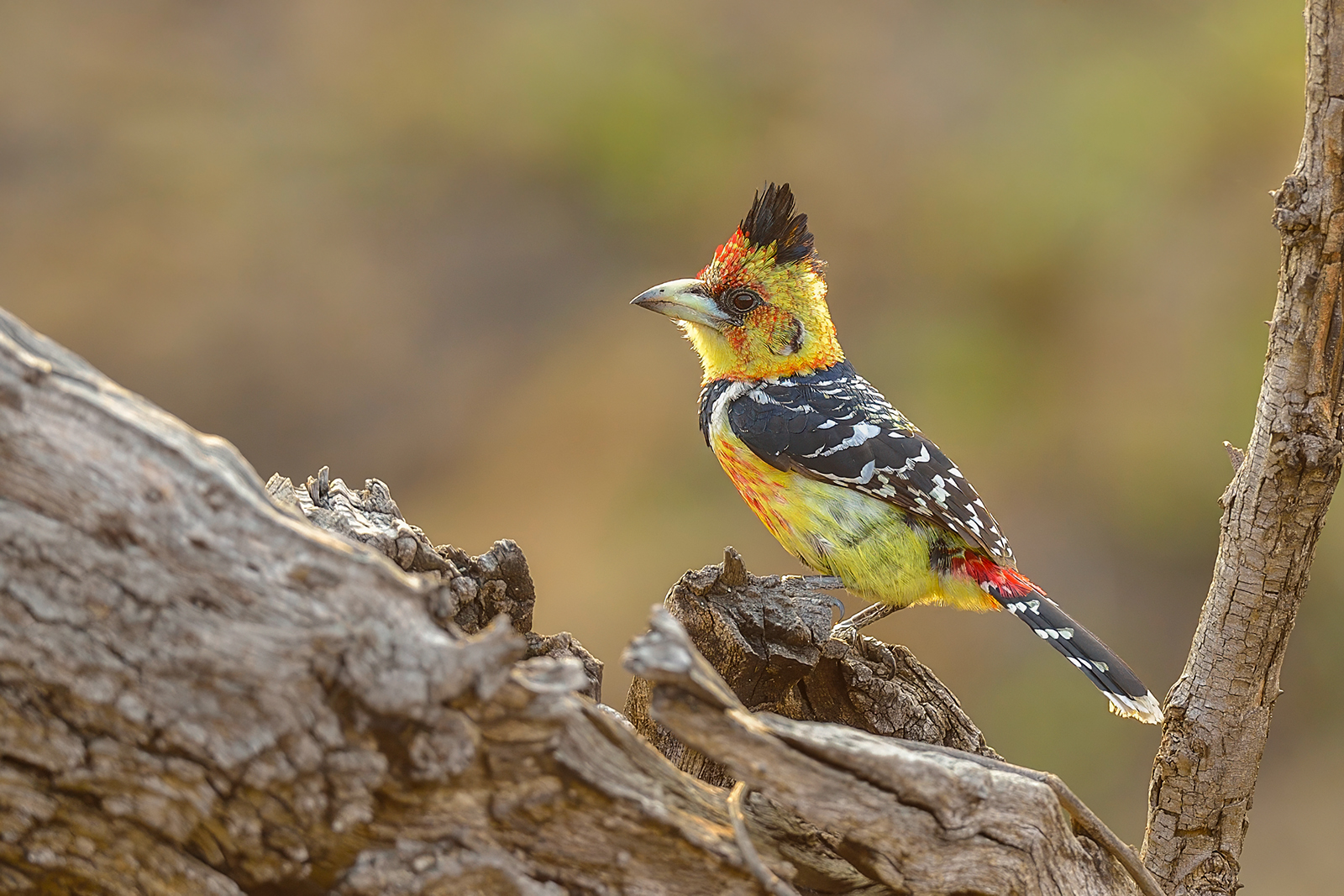 Crested Barbet