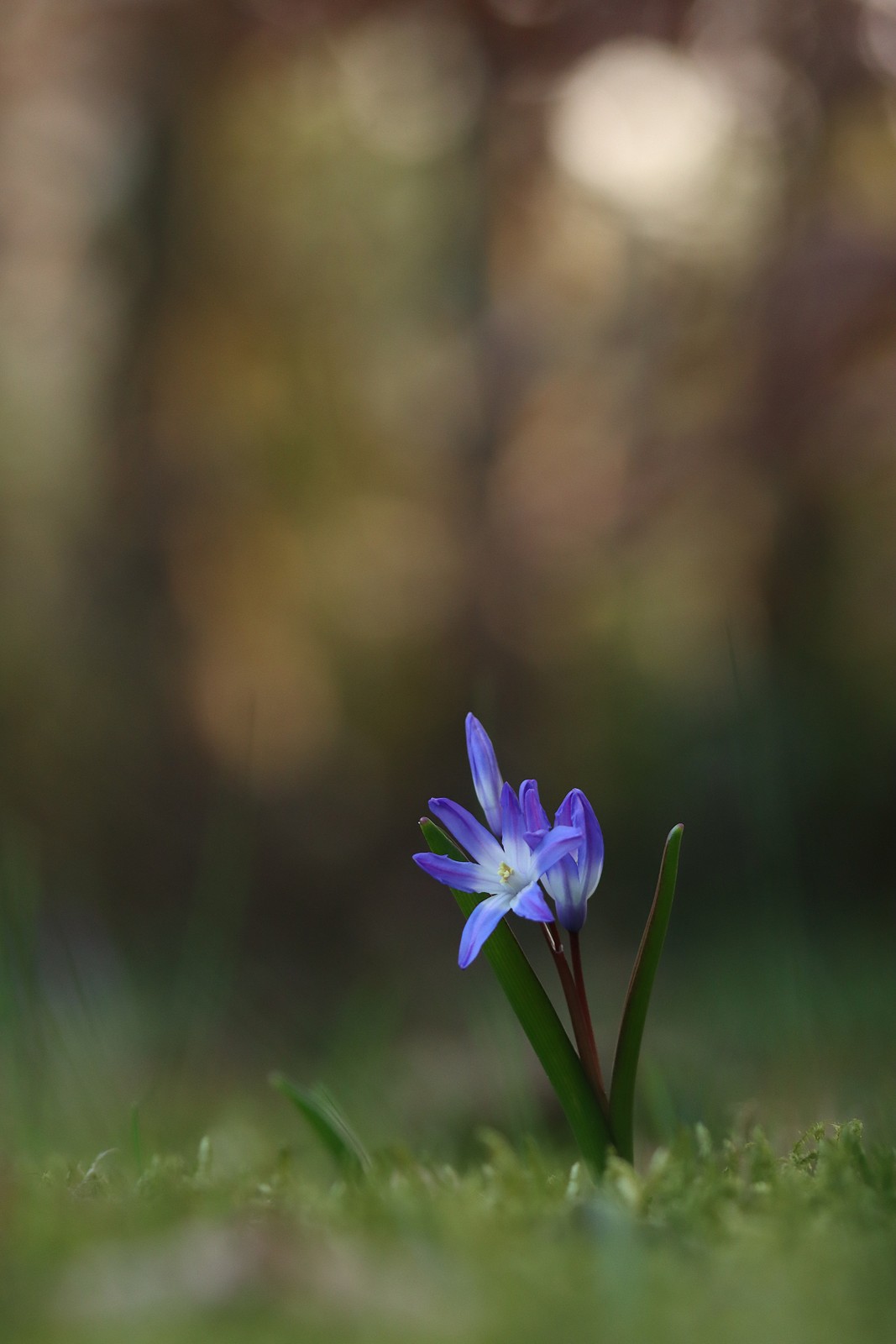 Die gewöhnliche Sternhyazinthe