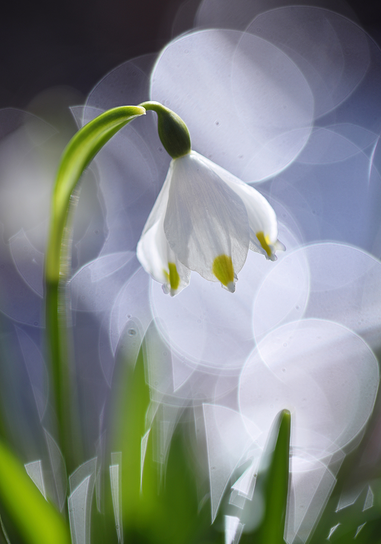 im Lichtspektakel