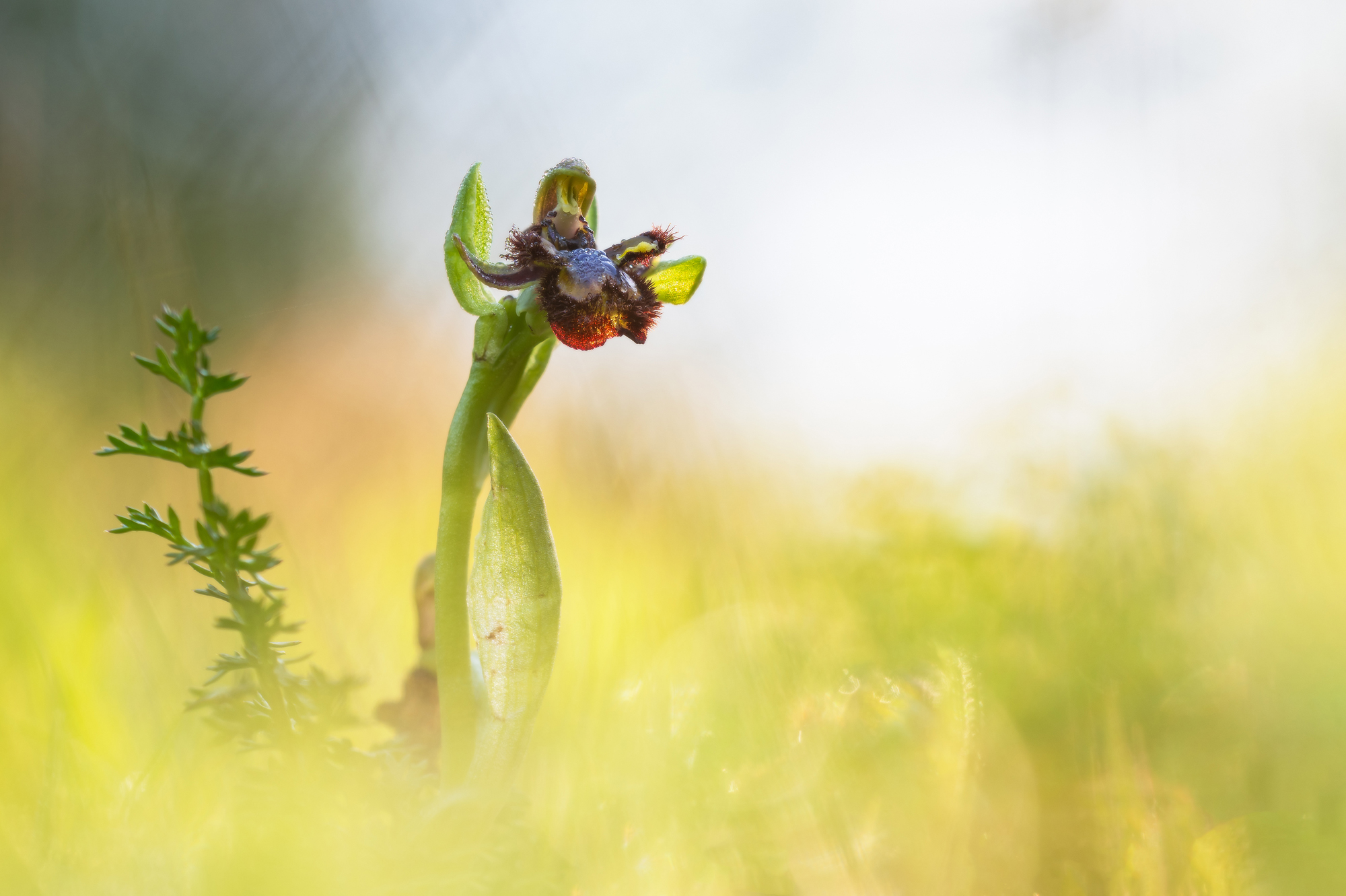 Spiegelragwurz im Morgenlicht