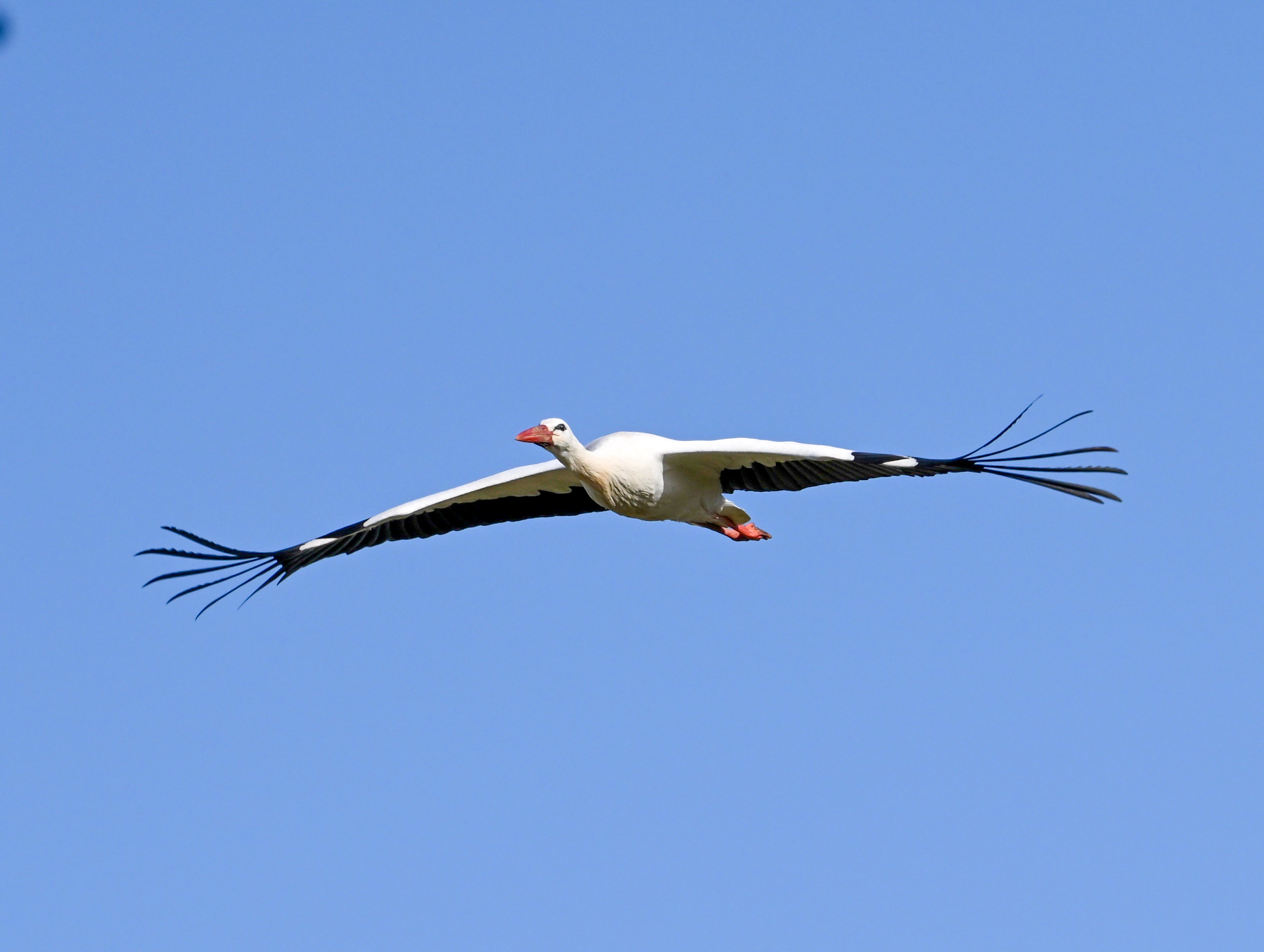 Der Storch
