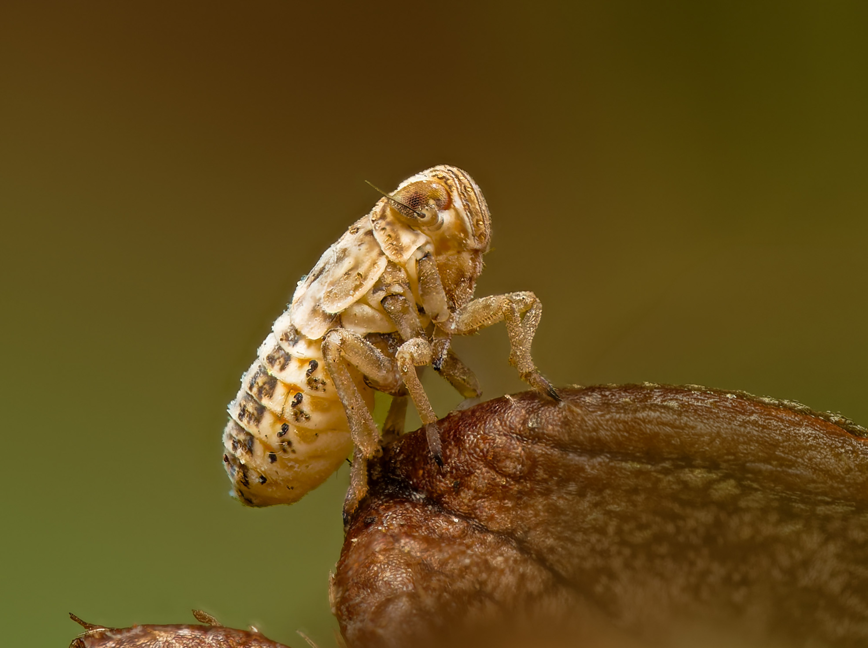 Bei Insekten gibt es auch ein funktionierendes mechanisches Getriebe!