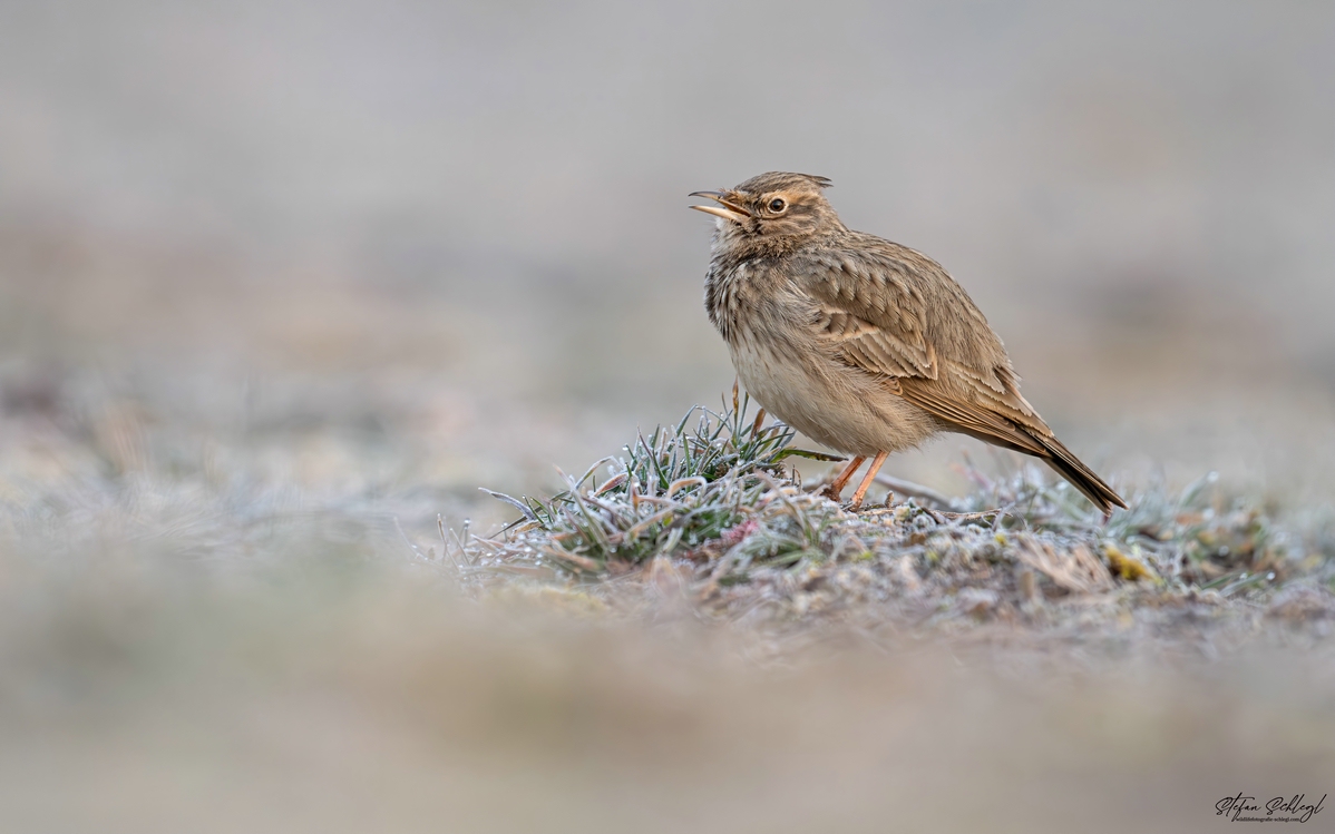 "Meine" Haubenlerche